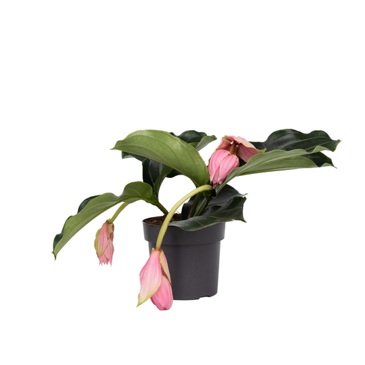 Medinilla De Flor Rosa - Medinilla Magnifica - Altura 40-50cm - ⌀17cm