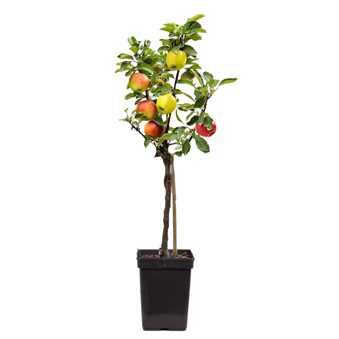 Manzano - Malus - Altura 60-70cm - ⌀17cm_0