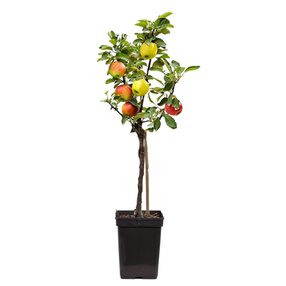 Manzano - Malus - Altura 60-70cm - ⌀17cm_0