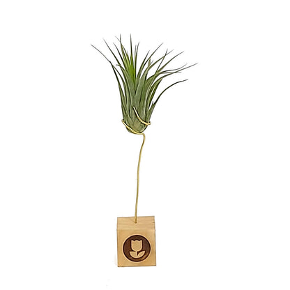 Tillandsia Ionantha V.ionantha 6cm Alto X 10cm Ancho_1