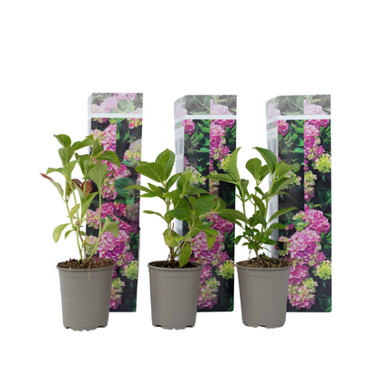 Hortensia - 3 Pzs - Hydrangea Macrophylla 'early Pink' - Altura 25-40cm - ⌀9cm_0