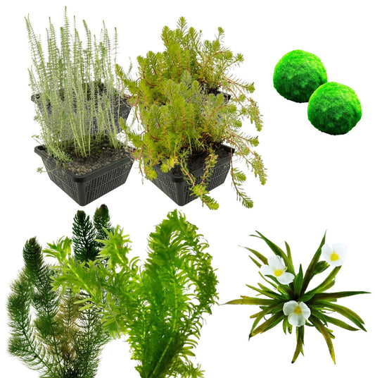 Paquete De Plantas Oxigenantes 3500-6000 L - Contra Las Algas_0