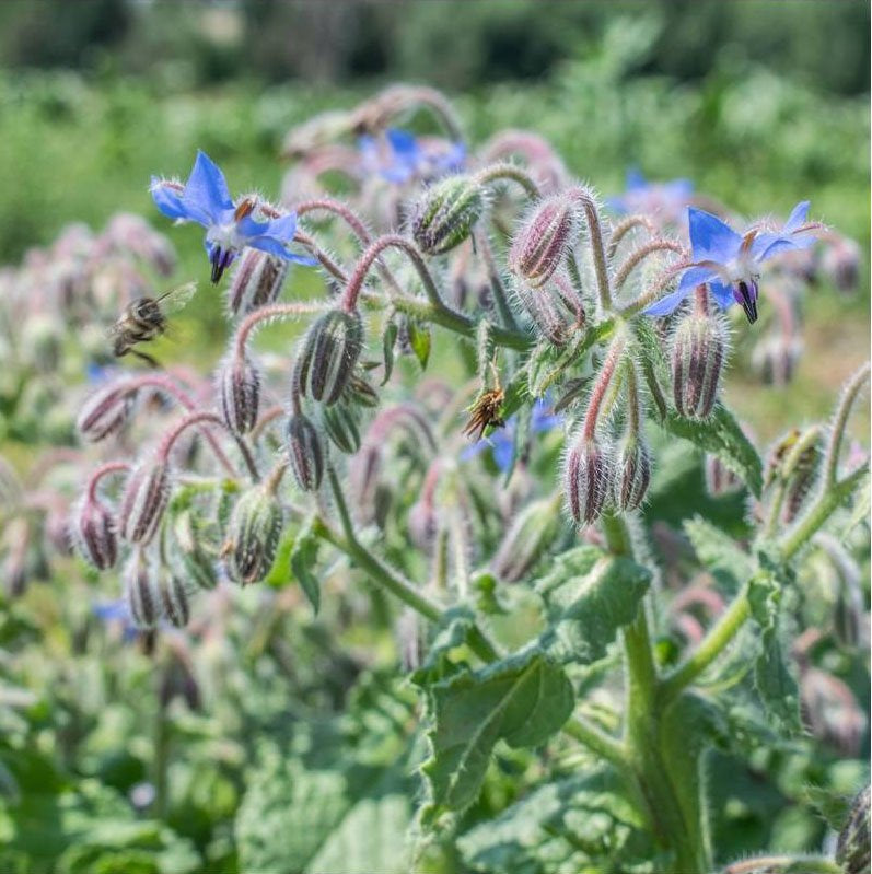 Semillas Borraja Ecológicas Biodinámicas Demeter_0