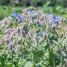 Semillas Borraja Ecológicas Biodinámicas Demeter
