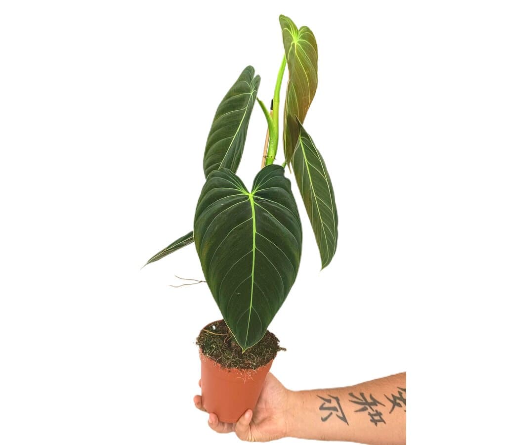 Philodendron Melanochrysum M12 45cm_1