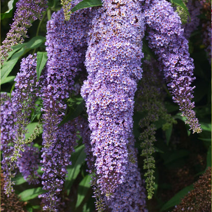 Arbusto De Las Mariposas - 3 Pzs - Buddleja Davidii - Altura 25-40cm - ⌀9cm