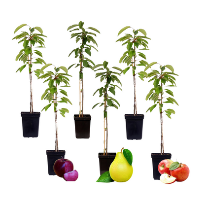 Columnas De Frutas - 6 Pzs - Manzana Pera - Altura 60-70cm - ⌀9cm