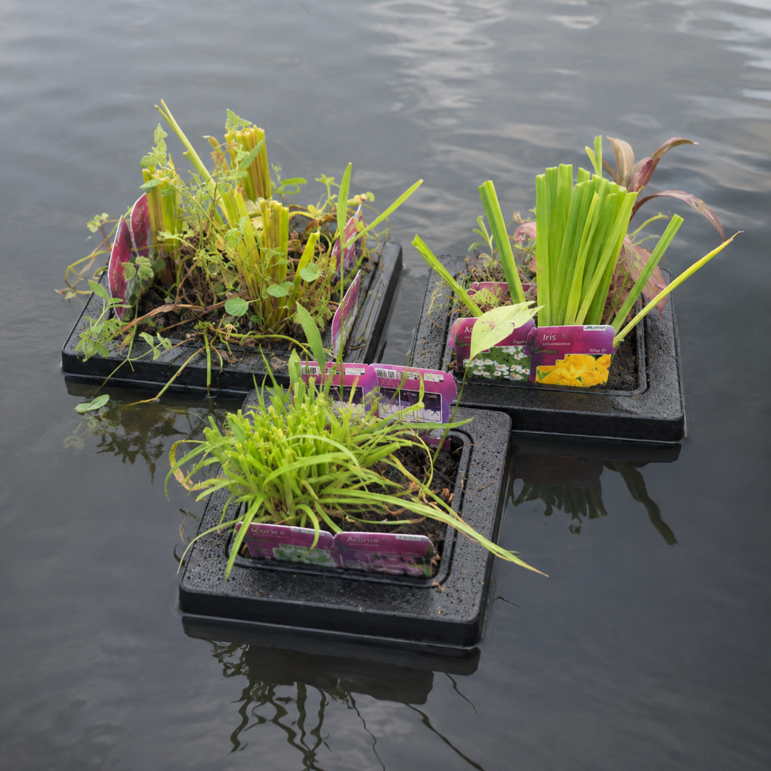 Set Sorpresa Plantas Estanque - 12 Plantas Incl. Isla Flotante_3