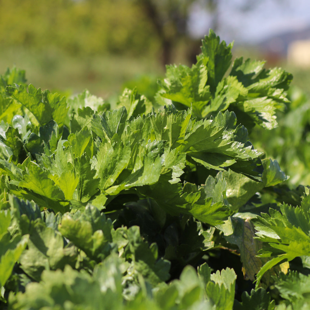 Plantón Apio 10 Unidades - PlantaBo_1