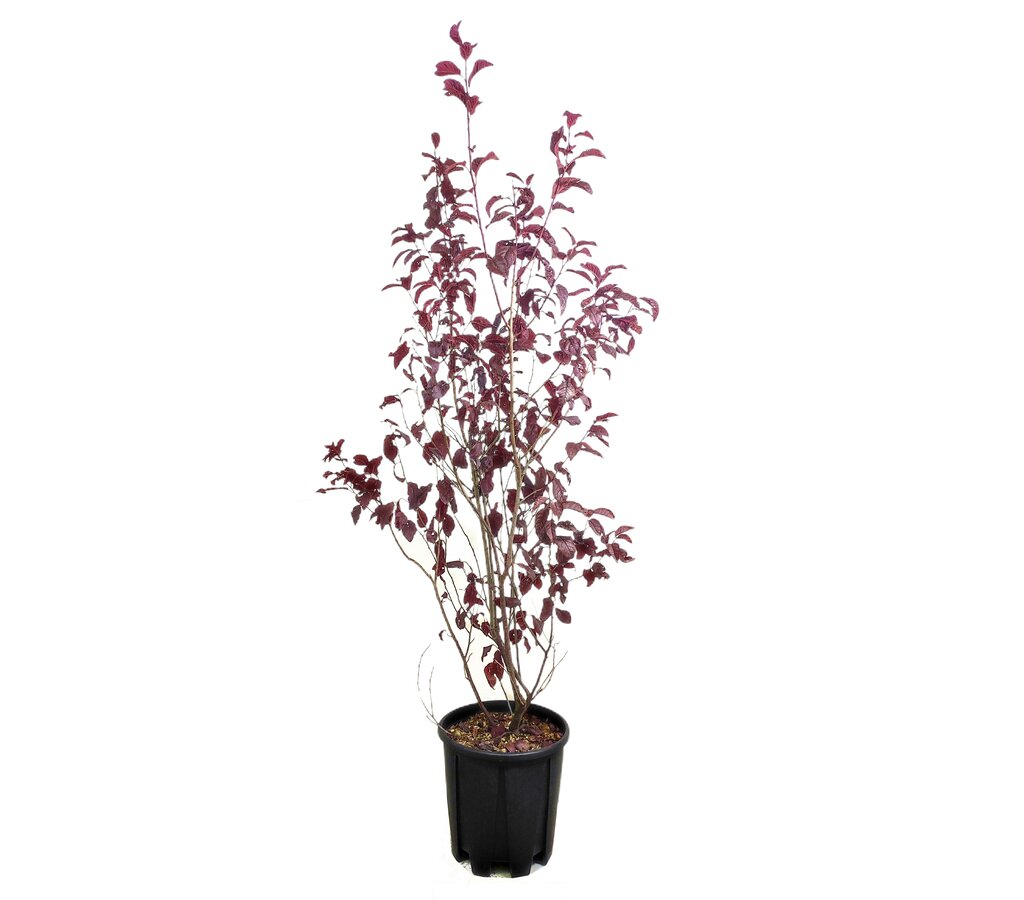 Prunus Pisardii M28 100-120cm_0