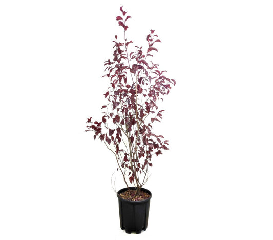 Prunus Pisardii M28 100-120cm_0