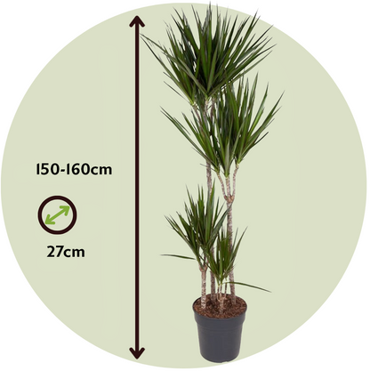 Drácena - Dracaena Marginata - Altura 150-160cm - ⌀27cm_2