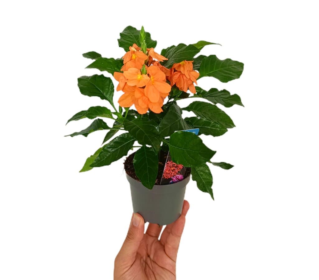 Crossandra Fortuna M9_0