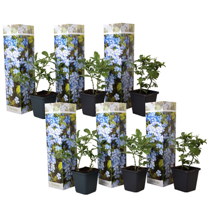 Jazmín Del Cielo - 6 Pzs - Plumbago Auriculata - Altura 25-40cm - ⌀9cm_0