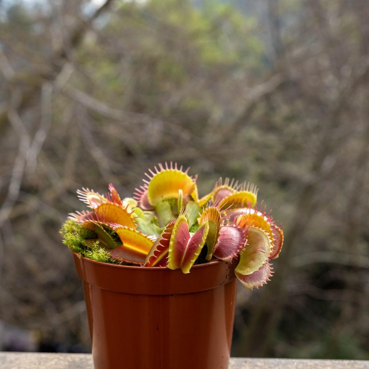 Jardinera con Sarracenia y Dionaea Pack plantas carnívoras