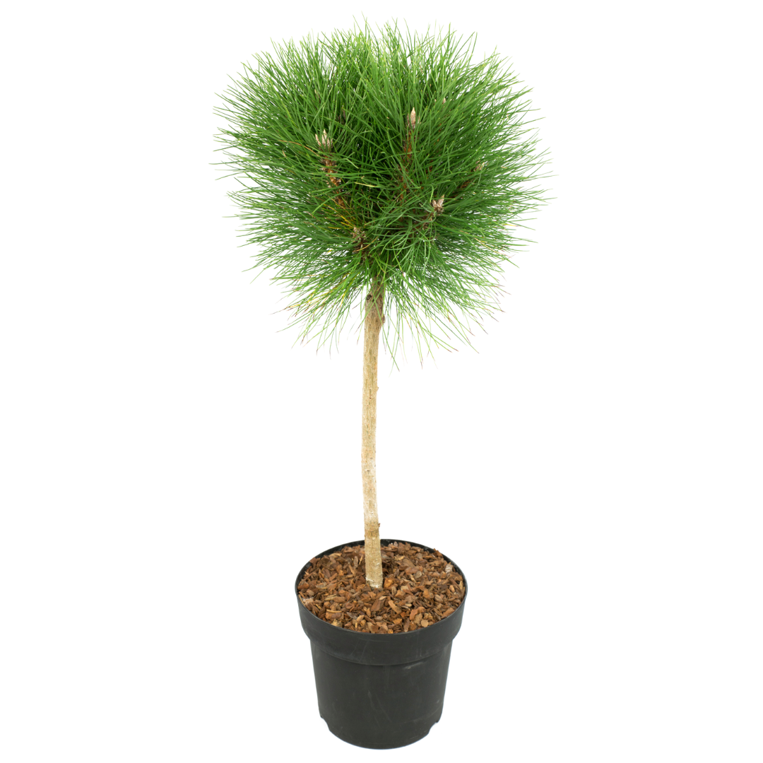 Pino Enano - Pinus 'summer Breeze' - Altura 70-80cm - ⌀24cm_0