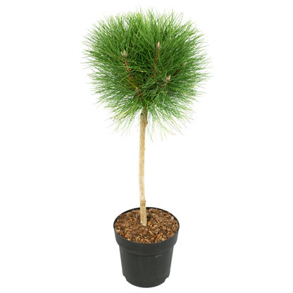 Pino Enano - Pinus 'summer Breeze' - Altura 70-80cm - ⌀24cm_0