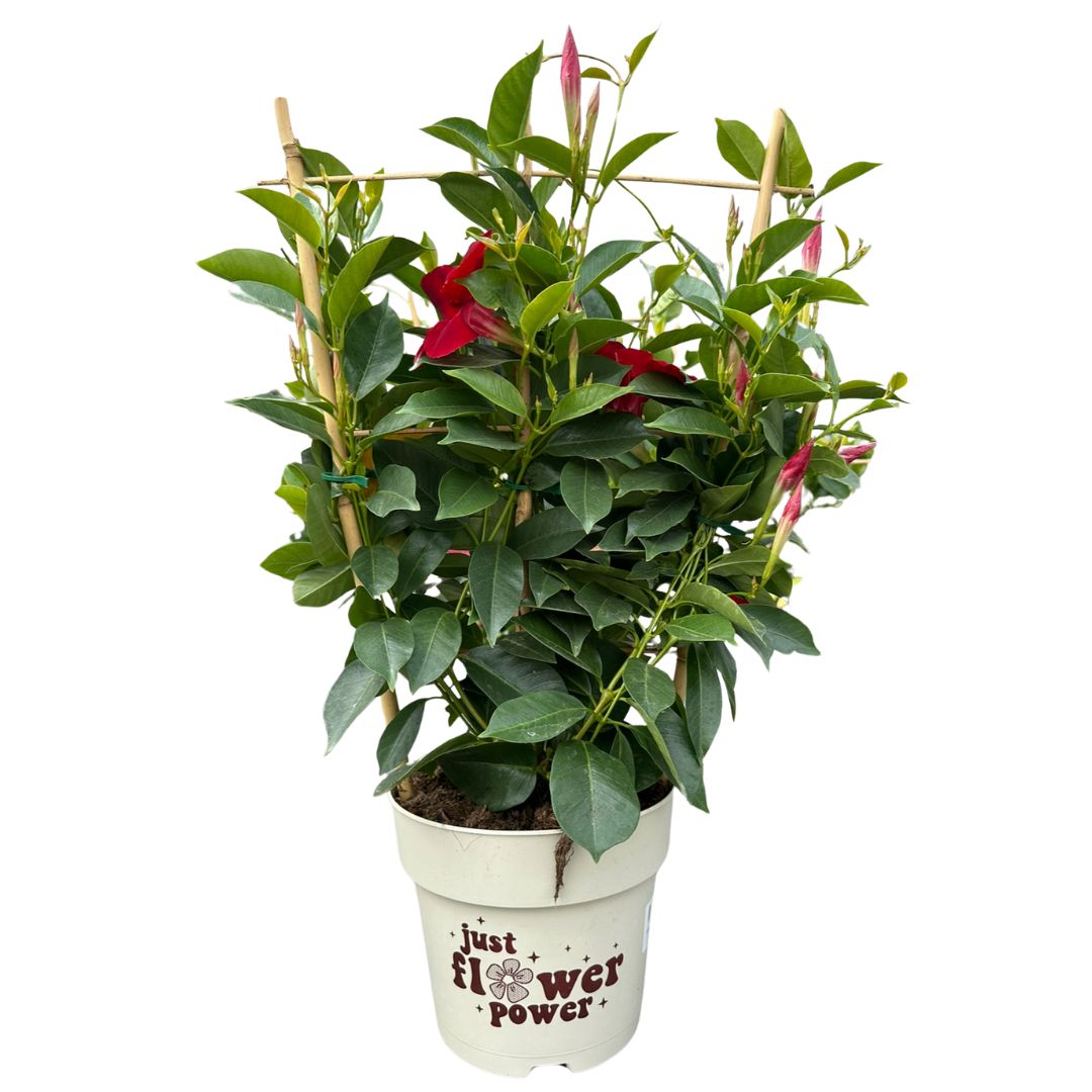 Dipladenia Espaldera O Piramidal Planta Con Flor De Exterior Maceta De 14cm_0