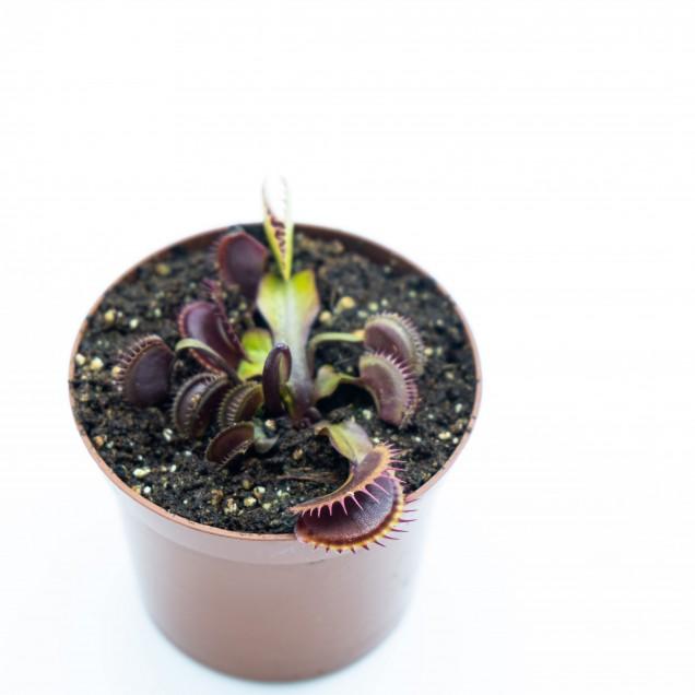 Jardinera con Dionaeas Pack plantas carnívoras