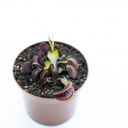 Jardinera con Dionaeas Pack plantas carnívoras