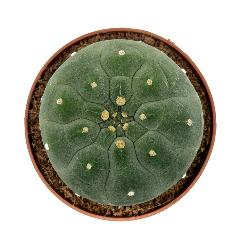 Matucana Madisoniorum Cactus Y Suculentas M8,5 cm Ø_1