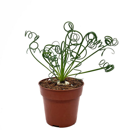 Albuca Spiralis Cactus Y Suculentas