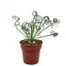 Albuca Spiralis Cactus Y Suculentas