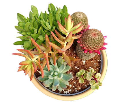 Centro Cactus Mix 22cm