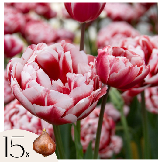 Bulbos De Tulipán - 15 Pzs - Tulipa 'drumline' - Bulbos De Flores - Rosa_0