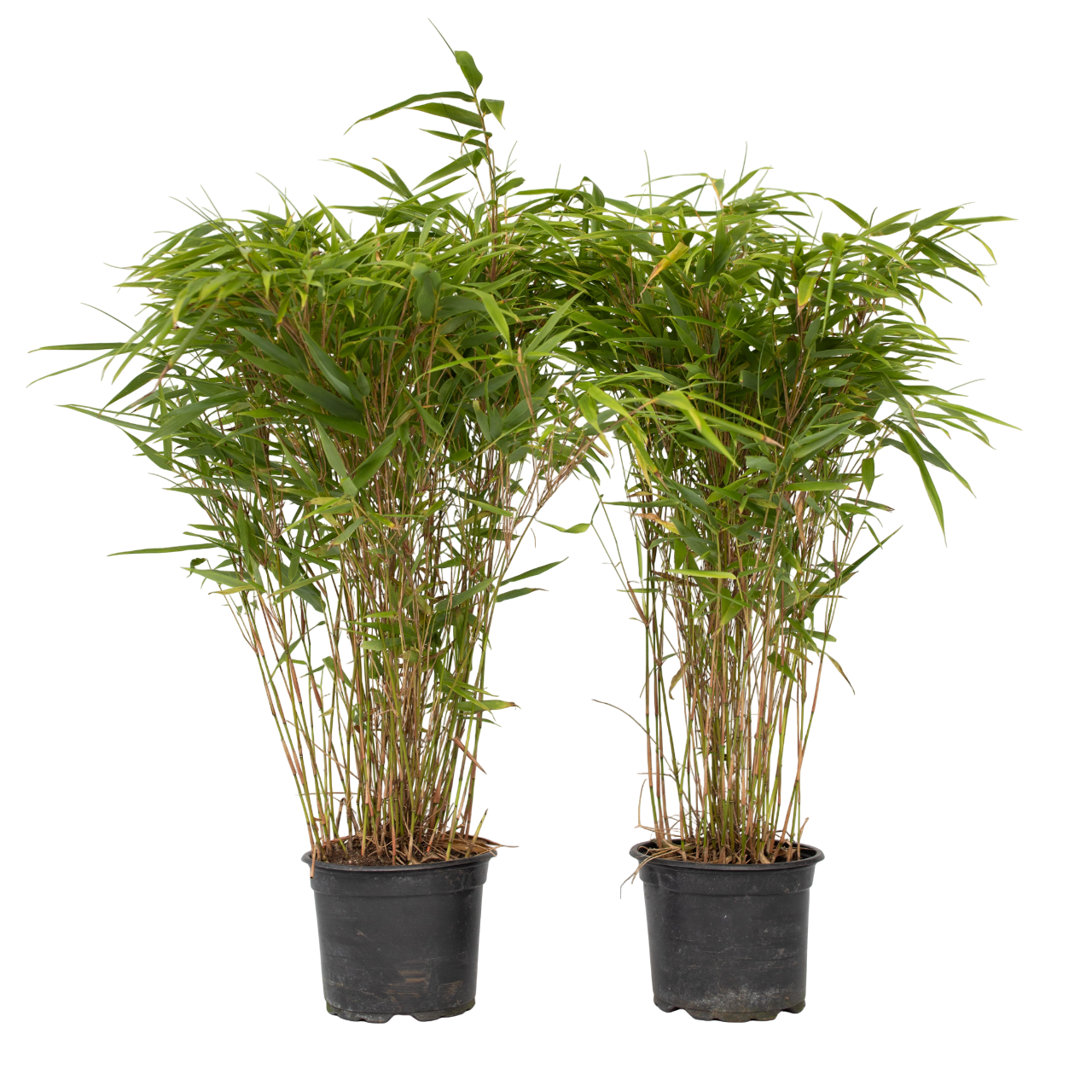 Bambú - 2 Pzs - Fargesia Nitida 'gansu' - Altura 50-70cm - ⌀17cm_0