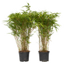 Bambú - 2 Pzs - Fargesia Nitida 'gansu' - Altura 50-70cm - ⌀17cm