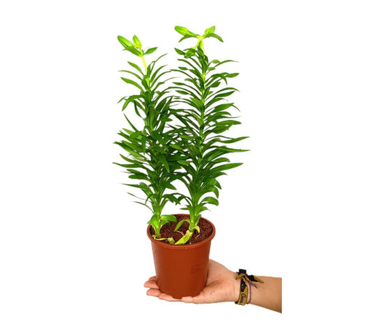 Lilium M13_0