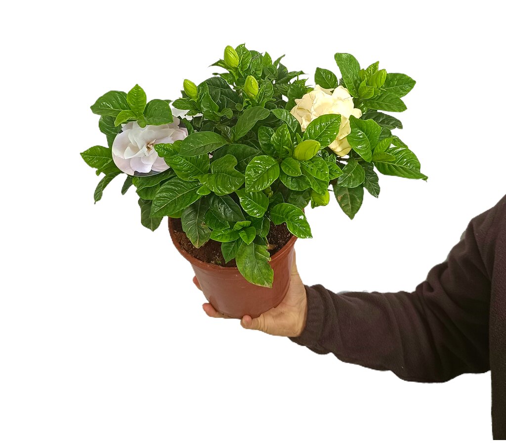 Gardenia Jasminoides M17 25cm_0