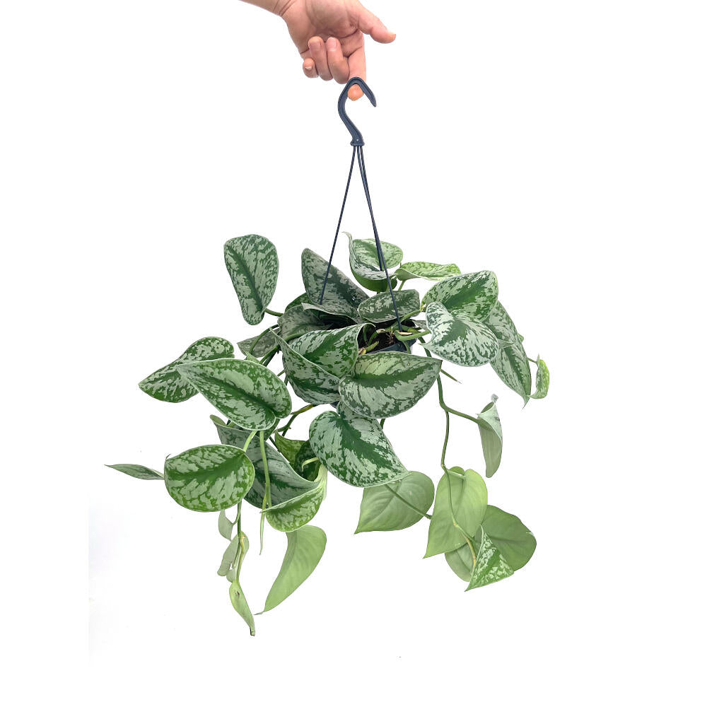 Scindapsus Pictus Colgante M15 35cm_0