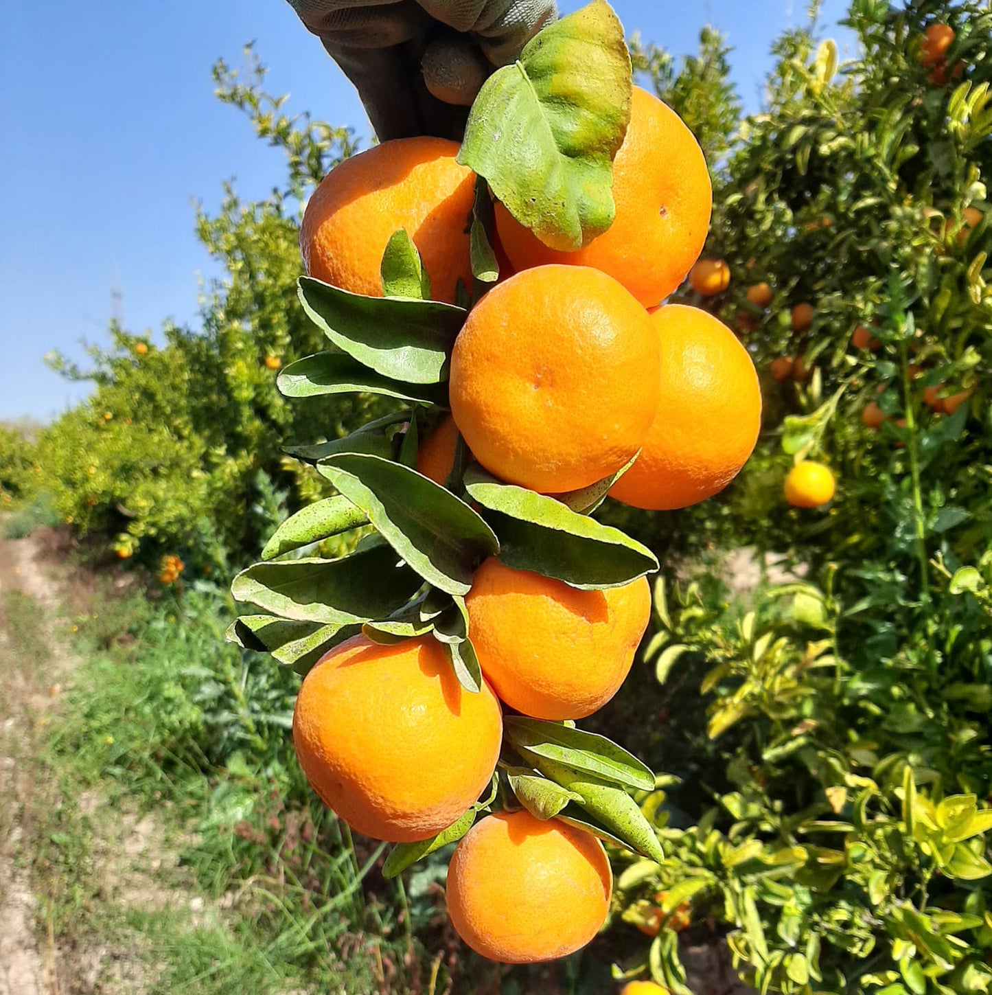 Mandarina Ecológica 20kg._2