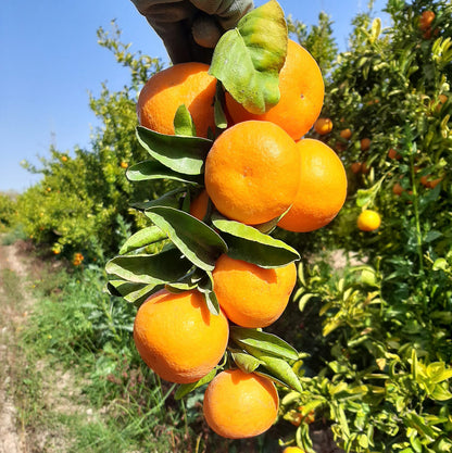 Mandarina Ecológica 20kg._2