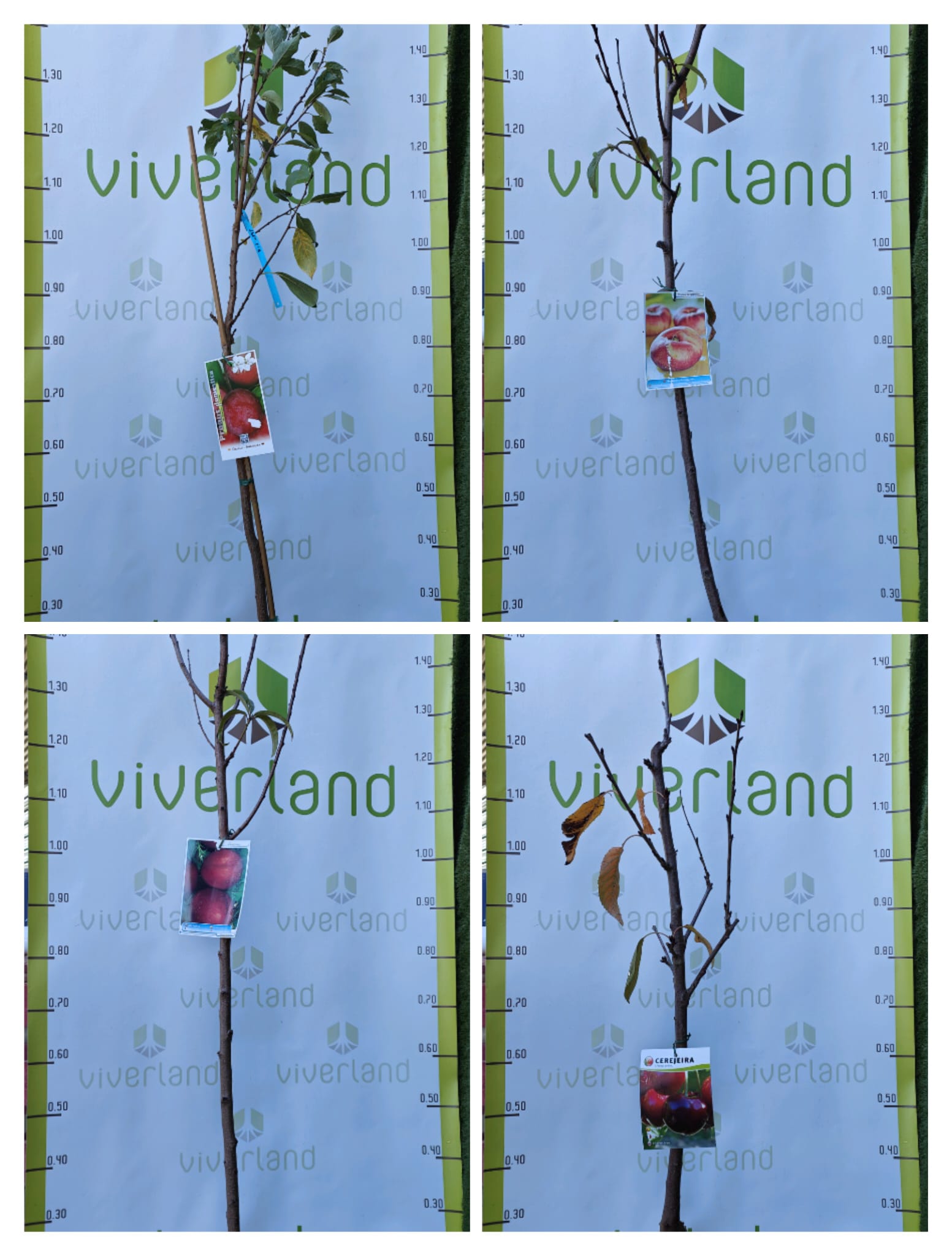 Pack Frutales De Hueso En Maceta_0