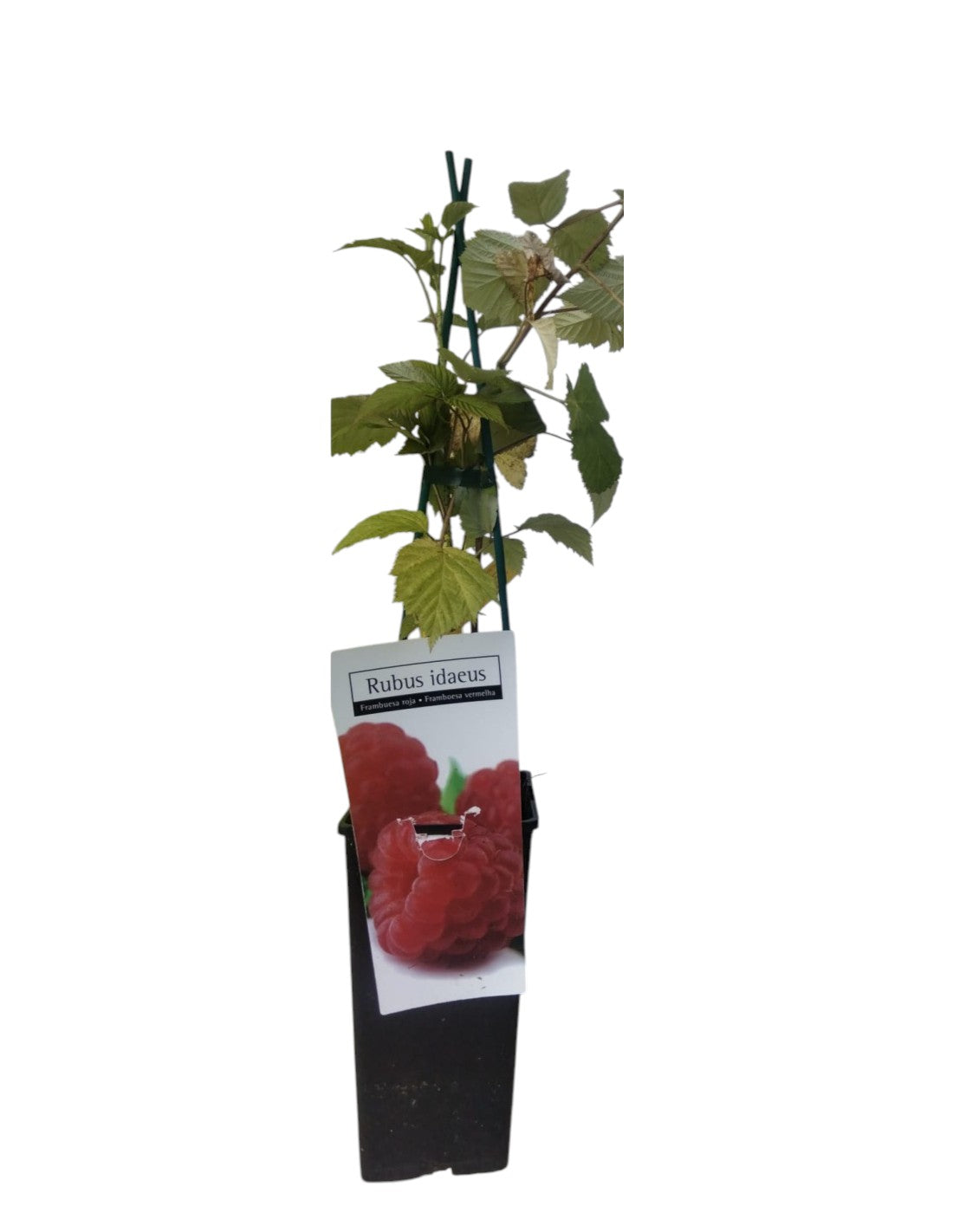 Frutal Frambueso Rojo Maceta_0