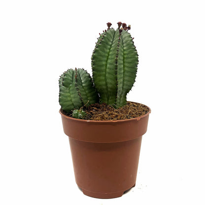 Euphorbia Poligona Variedad Anoplia Cactus Y Suculentas M8,5 cm Ø_0