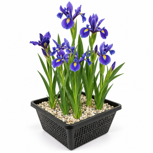 Lirio Azul Iris Kaempferi Planta Estanque - Set 4 Plantas Con Cesta Y Sustrato_0