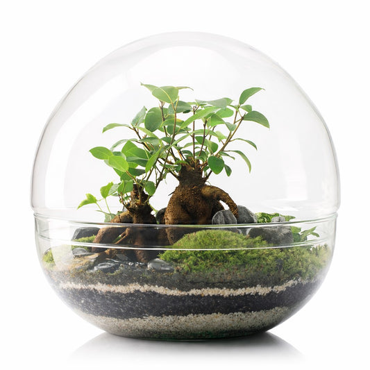 Terrario Borneo Terra 28x28 Cm_0