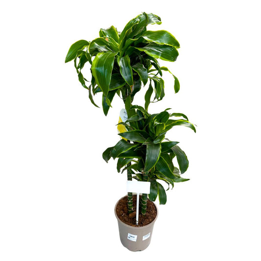 Dracena Dorada Planta De Interior (dracaena Fragrans 'massangeana') Maceta 20cm 3 Troncos 60/30/15_0