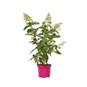 Hortensia - Hydrangea Paniculata 'pinky Winky' - Altura 25-40cm - ⌀19cm