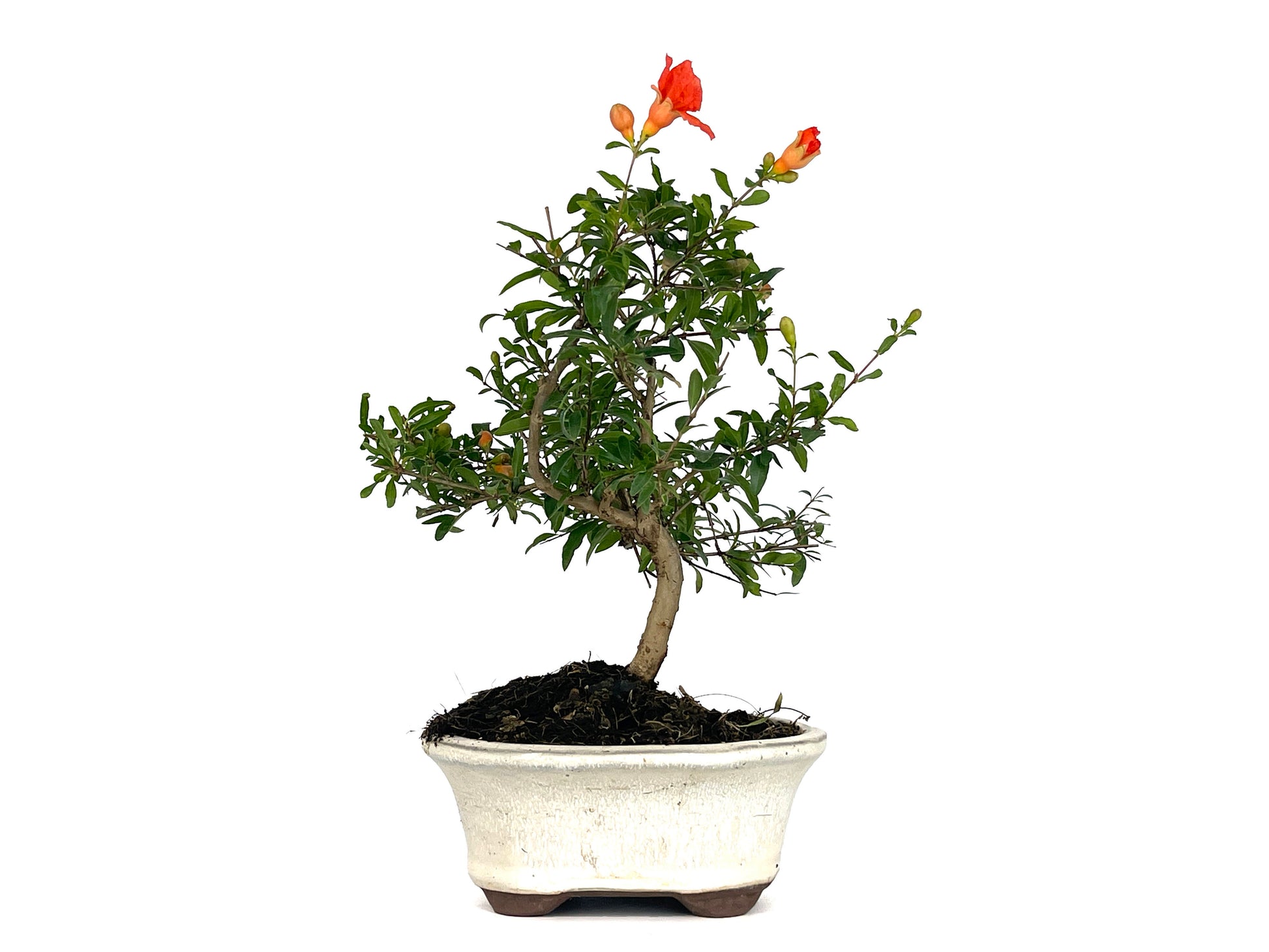 Bonsái Punica Granatum Nana – Granado 7 Años