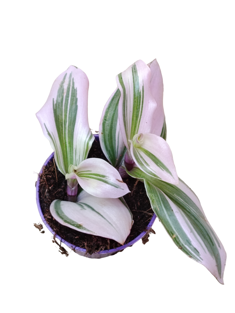 Tradescantia Nanouk Mini Ø5 Planta Colgante De Interior_0