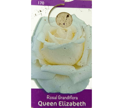 Rosal De Copa M25 140-160cm_2