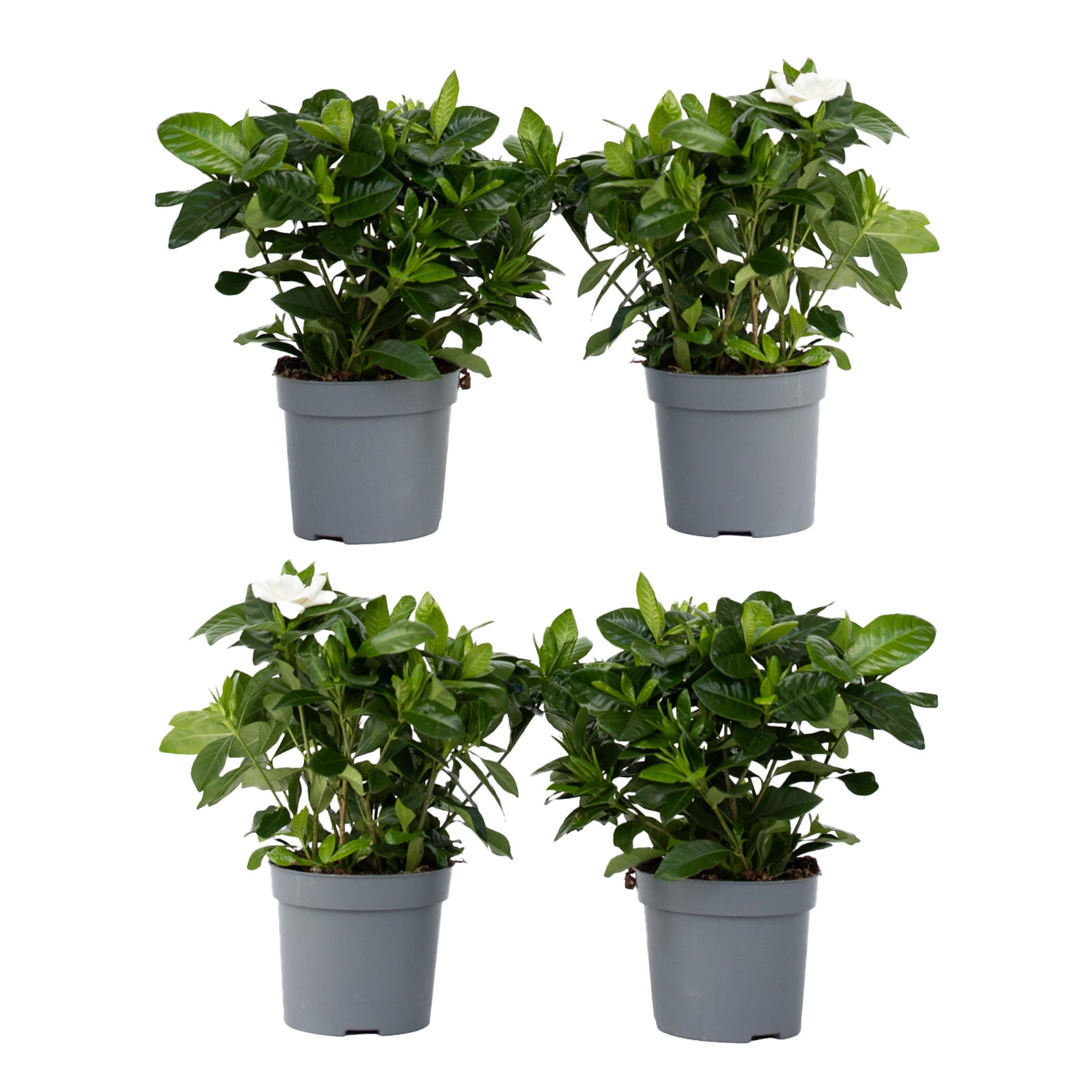 Jazmín De Arabia - 4 Pzs - Gardenia Jasminoides - Altura 20-30cm - ⌀13cm_0