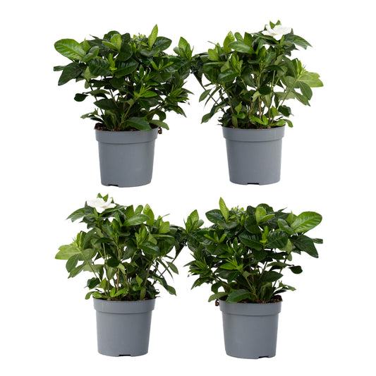 Jazmín De Arabia - 4 Pzs - Gardenia Jasminoides - Altura 20-30cm - ⌀13cm_0