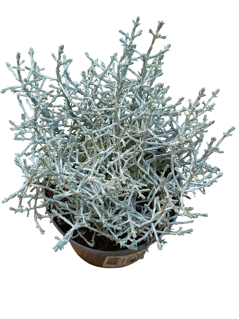 Leucophyta Brownii Planta Arbusto De Flor Amarilla Ø10_0