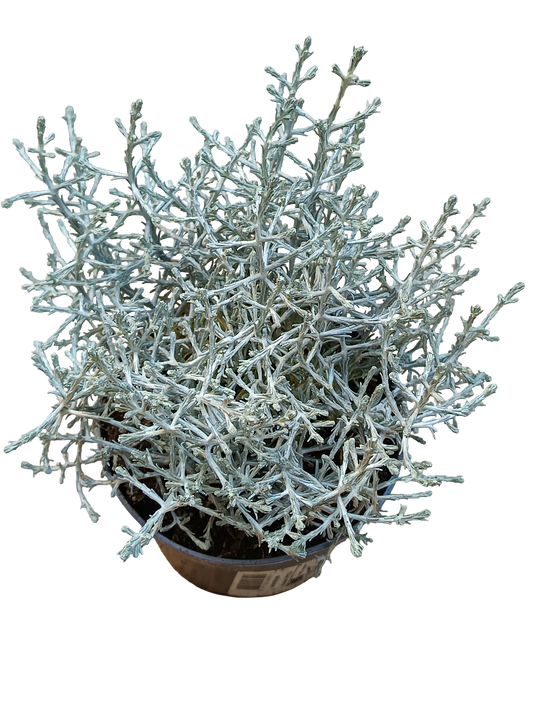 Leucophyta Brownii Planta Arbusto De Flor Amarilla Ø10_0